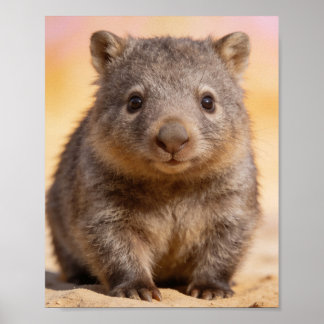Baby-Wombat-Porträt Kinderzimmer Wandkunst Poster