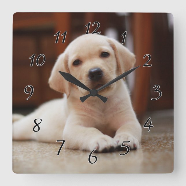 Baby Yellow Labrador Puppy Hund liegt auf Bauch Quadratische Wanduhr (Vorderseite)