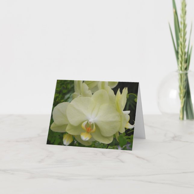 Baby Yellow Orchid Note Card Karte (Vorderseite)