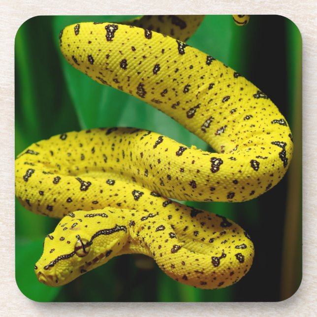 Baby Yellow Phase Green Tree Python Snake Getränkeuntersetzer (Vorderseite)