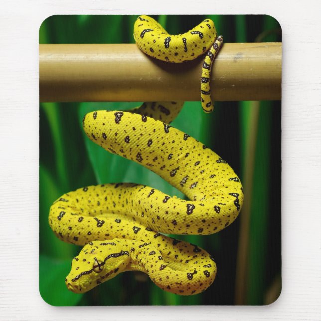 Baby Yellow Phase Green Tree Python Snake Mousepad (Vorne)
