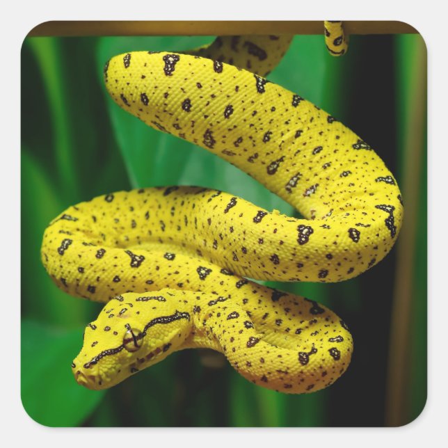 Baby Yellow Phase Green Tree Python Snake Quadratischer Aufkleber (Vorderseite)