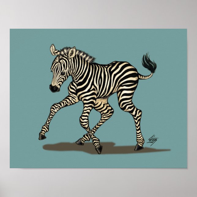Baby zebra auf blauem Hintergrund Poster (Vorne)