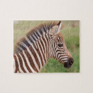 Baby zebra head, Tansania