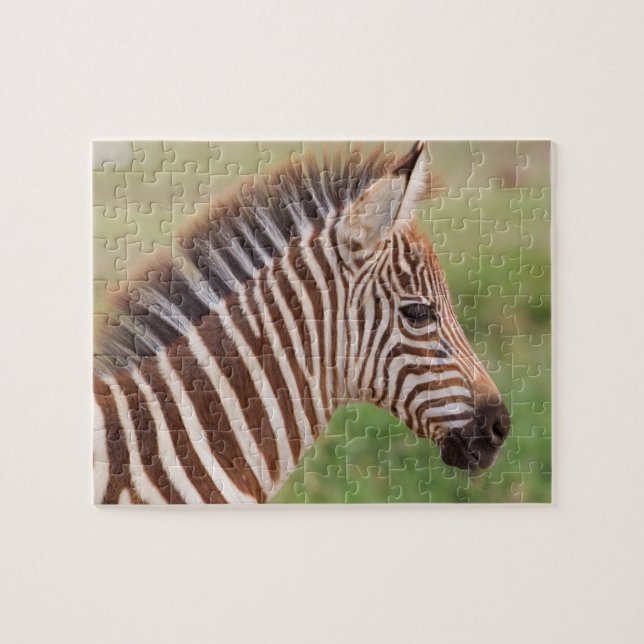 Baby zebra head, Tansania (Horizontal)