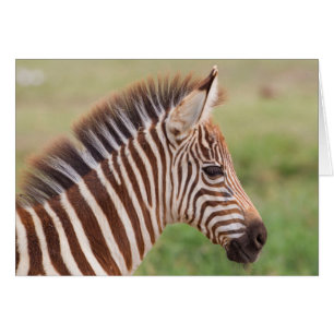 Baby zebra head, Tansania