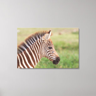 Baby zebra head, Tansania Leinwanddruck