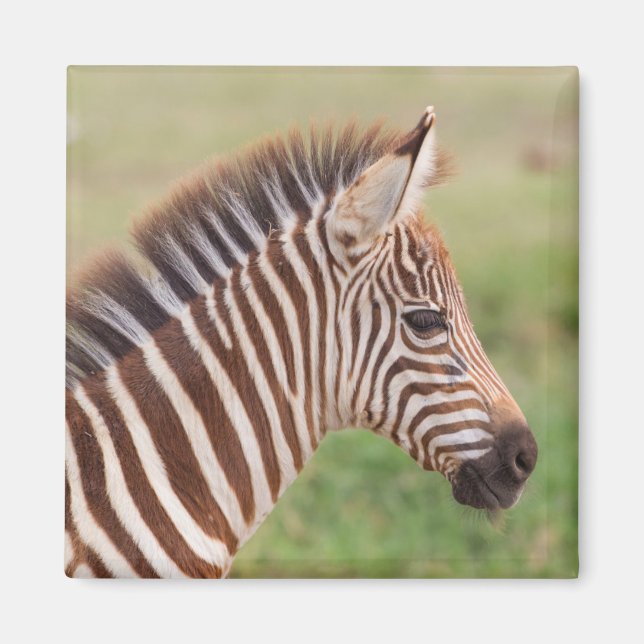 Baby zebra head, Tansania Magnet (Vorne)