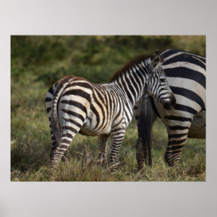 Baby Zebra in Afrika Poster