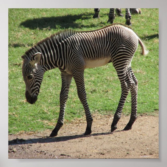 Baby Zebra Poster (Vorne)