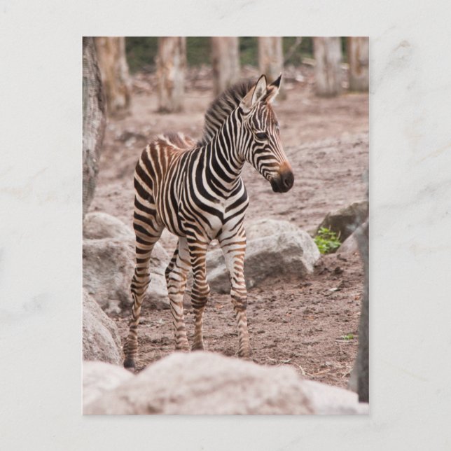 Baby zebra postkarte (Vorderseite)