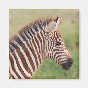 Baby-Zebrakopf, Tansania Magnet
