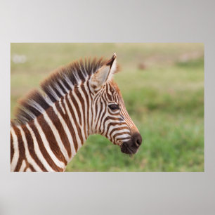 Baby-Zebrakopf, Tansania Poster