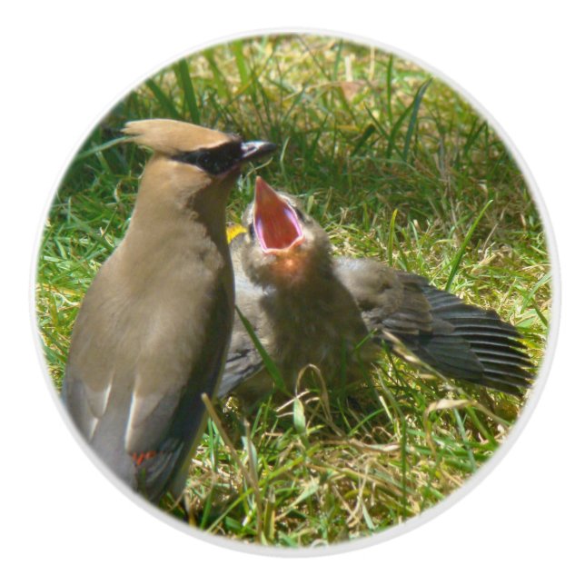 Baby-Zederwaxwing-Vogel-Tier-Tier-Griff Keramikknauf (Vorderseite)