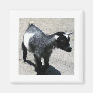 Baby-Ziege Magnet