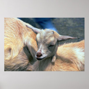 Baby-Ziege Poster
