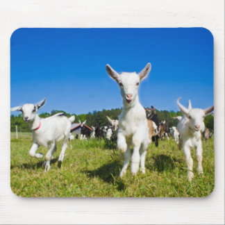 Baby-Ziegen Mousepad