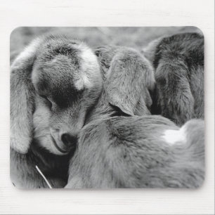 Baby-Ziegen Mousepad