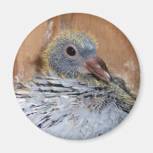 Baby-Zieltauben-Magnet Magnet