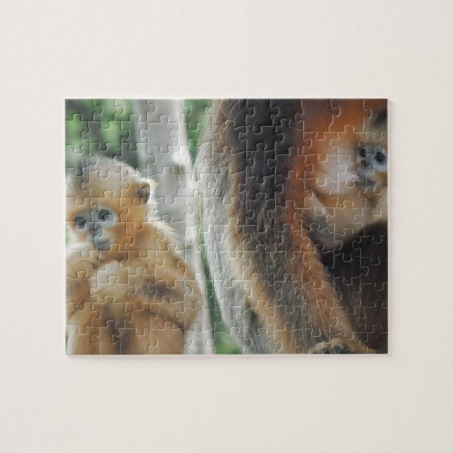 Babyaffe mit seiner Mutter (Horizontal)