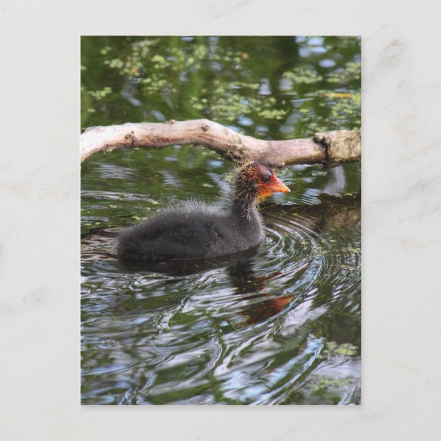 Babybett Postkarte (Vorderseite)