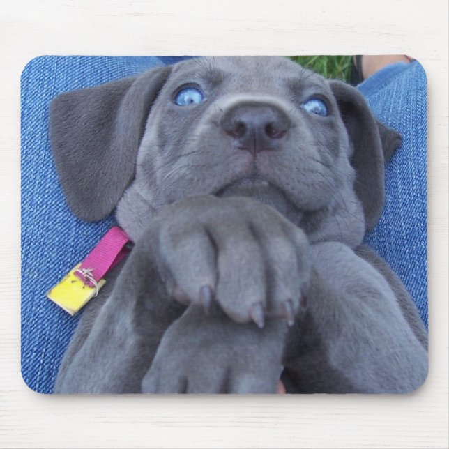 Babyblau weimeraner mousepad (Vorne)