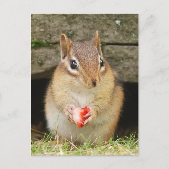 Babychipmunk mit Erdbeere Postkarte (Vorderseite)