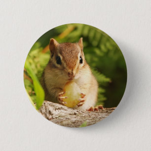 BabyChipmunk mit Imbiss Button