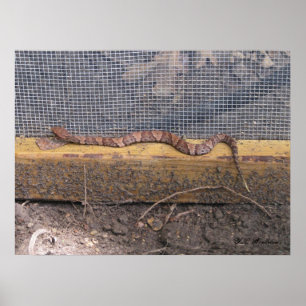 Babycottonmouth-Schlange Poster