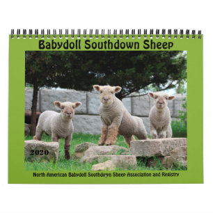Babydoll Southdown Sheep 2020 Calendrier NABSSAR