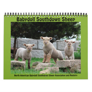 Babydoll Southdown Sheep 2020 Calendrier NABSSAR