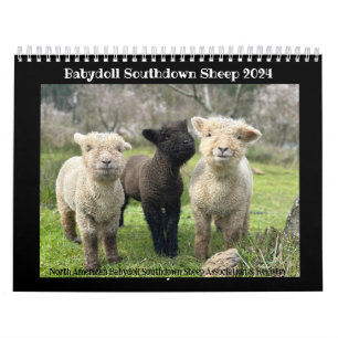 Babydoll Southdown Sheep 2024 Calendrier NABSSAR