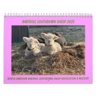 Babydoll Southdown Sheep 2025
