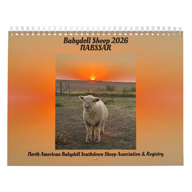 Babydoll Southdown Sheep 2026 NABSSAR Calendar Kalender (Titelbild)