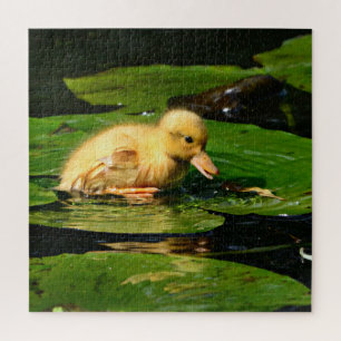 Babyente auf Lily Pad