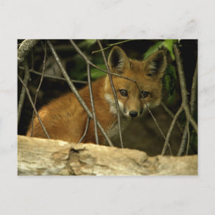 Babyfuchs Postkarte