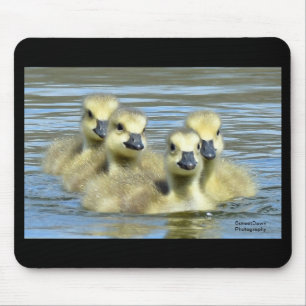 Babygänse Mousepad