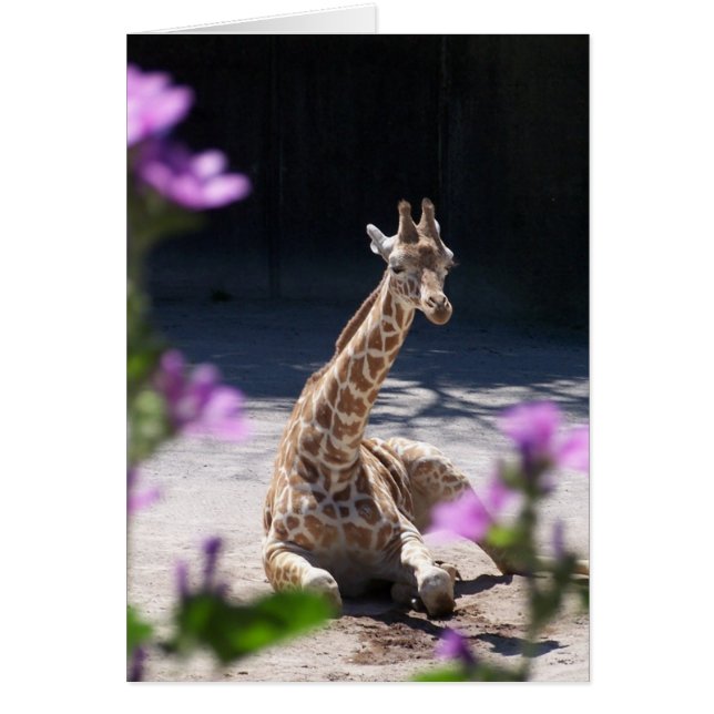 Babygiraffe (Vorne)
