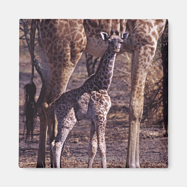 Babygiraffe und Mutter, Tansania Magnet (Vorne)