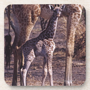 Babygiraffe und Mutter, Tansania Untersetzer