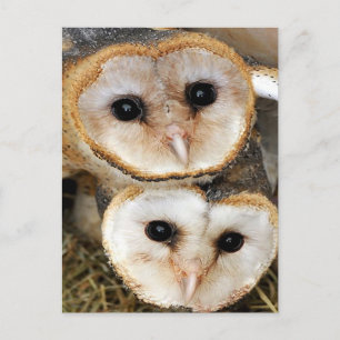 Babyhähne Postkarte