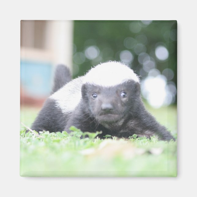 Babyhonigausweis auf grünem Grasfoto Magnet (Vorne)