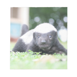 Babyhonigausweis auf grünem Grasfoto Notizblock