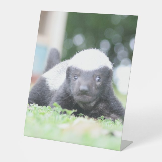 Babyhonigausweis auf grünem Grasfoto Sockelschild (Vorderseite)