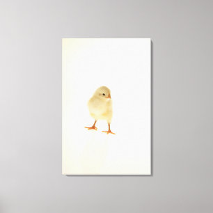 Babyhuhn Leinwanddruck