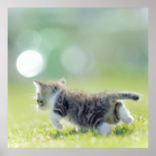 Babykatze, die auf Grasfeld läuft Poster