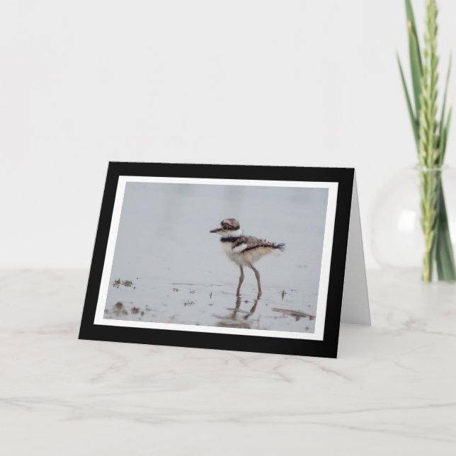 Babykilldeer-Raum-Gruß-Karte Karte (Vorderseite)