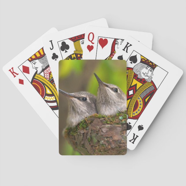 Babykolibris Spielkarten (Rückseite)