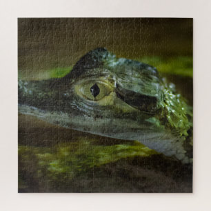 Babykrokodile Schwimmen im Wasser