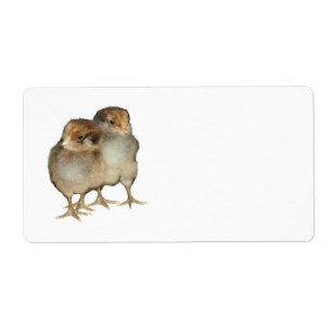Babyküken araucana Huhn-Vogelkundevögel